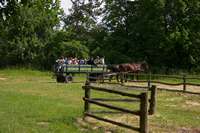 Eine Kindergruppe auf dem Pferdewagen